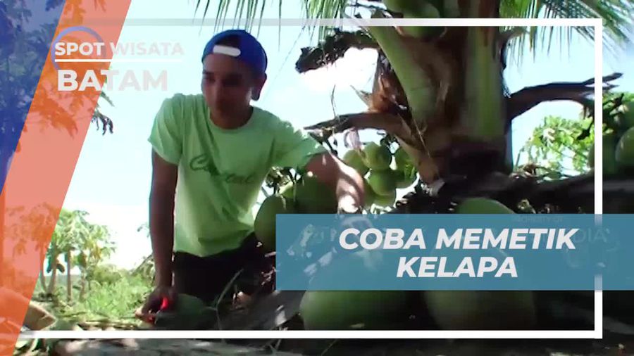 Memetik Kelapa dan Menggabungkannya dengan Buah Naga untuk Rasa Unik di Batam