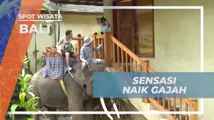 Mengikuti Perjalanan Seru Naik Gajah dan Liburan Menyenangkan di Bali