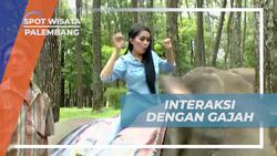 Berfoto Bersama Gajah dan Menikmati Interaksi Seru di Palembang