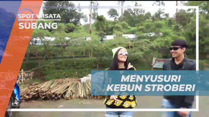 Berpetualang Memetik Stroberi di Kebun Subang dan Menikmati Segarnya Buah  