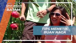 Menunjukkan Cara Memetik Buah Naga yang Benar di Kebun Batam  