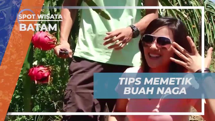 Menunjukkan Cara Memetik Buah Naga yang Benar di Kebun Batam  