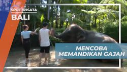 Mencoba Memandikan Gajah yang Tenang dan Lucu di Bali