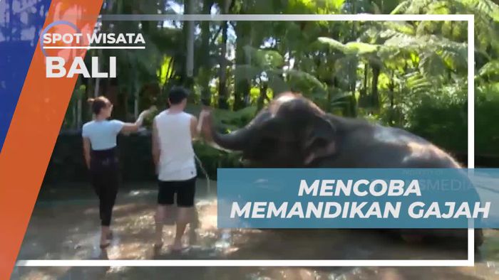 Mencoba Memandikan Gajah yang Tenang dan Lucu di Bali