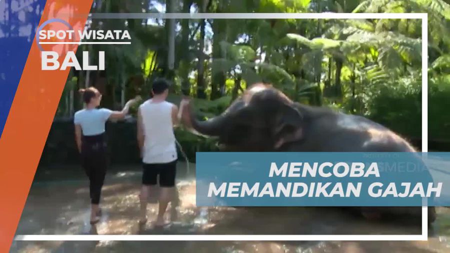 Mencoba Memandikan Gajah yang Tenang dan Lucu di Bali