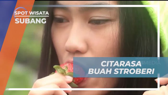 Memetik Stroberi Matang dan Merasakan Rasa Manis di Kebun Subang