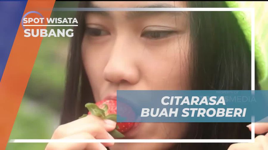 Memetik Stroberi Matang dan Merasakan Rasa Manis di Kebun Subang