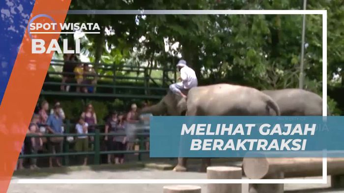 Menonton Gajah Beratraksi dan Melihat Kemampuannya Bermain Bola di Bali