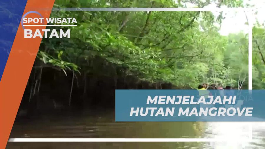 Menjelajahi Hutan Mangrove dan Menikmati Kehidupan Bawah Hutan di Batam  
