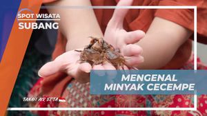 Menyelami Khasiat Minyak Cecempe dari Kepiting Sungai dan Parutan Kelapa di Desa Cibuluh, Subang