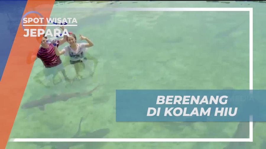 Berenang Bersama Hiu di Penangkaran Hiu yang Aman di Jepara  
