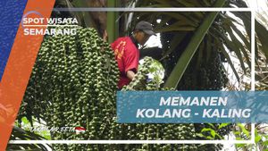 Melihat Langkah-Langkah Memanen Kolang-Kaling di Semarang  