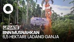 Video: BNN Musnahkan Ladang Ganja 6,5 Hektare di Aceh Utara