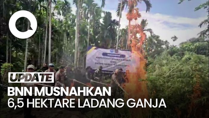 Video: BNN Musnahkan Ladang Ganja 6,5 Hektare di Aceh Utara