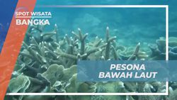 Menikmati Pesona Bawah Laut yang Cantik saat Snorkeling di Bangka  