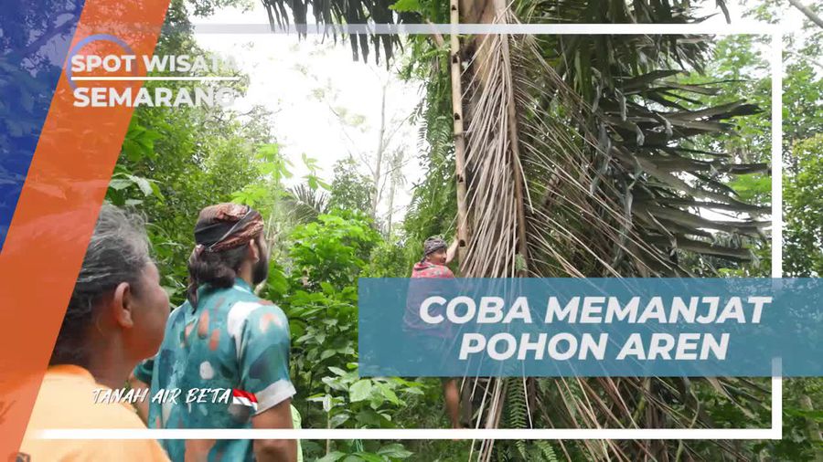 Mencoba Memanjat Pohon Aren dan Rasakan Sensasi Air Nira di Desa Banyubiru, Semarang  
