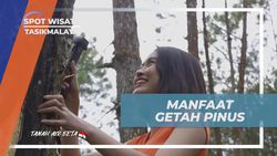 Mengungkap Manfaat Getah Pinus sebagai Bahan Dasar Cat dan Lem di Tasikmalaya  