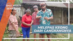 Melepas Keong dari Cangkangnya Menggunakan Sumpit Kayu Sebelum Memasak di Banyubiru, Semarang  