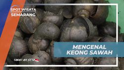 Memahami Bentuk dan Habitat Keong Sawah di Banyubiru, Semarang  