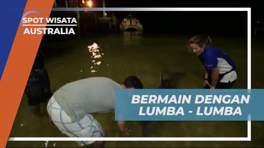 Memberi Makan Lumba-Lumba Saat Senja di Tangalooma Island, Australia  