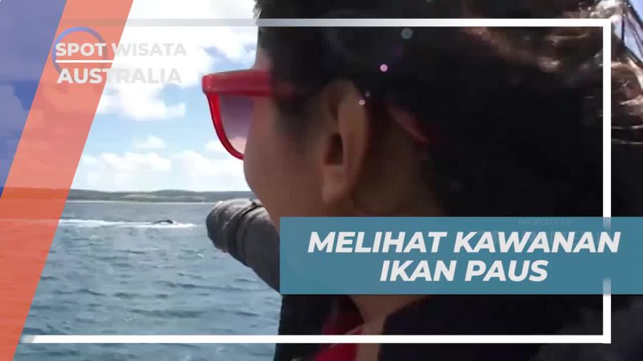 Menikmati Pengalaman Melihat Ikan Paus Secara Langsung di Laut Australia  