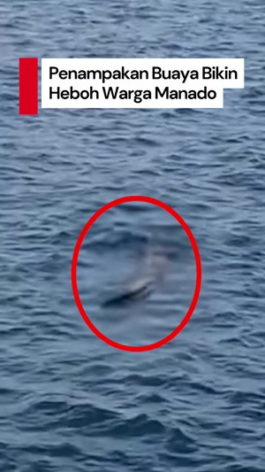  Video: Ada Buaya Berkeliaran di Teluk Manado, Warga Diminta Waspada