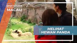 Melihat Pandangan Aneh dan Lucu dari Panda di Macau Giant Panda Pavilion  
