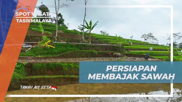 Membajak Sawah Menggunakan Kerbau di Desa Taraju, Tasikmalaya  