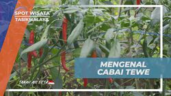 Mengetahui Rasa Pedas Cabai Tewe dari Desa Taraju, Tasikmalaya  