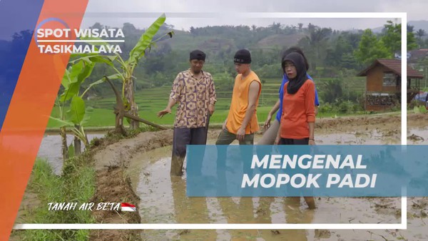 Mengenal Fungsi Mopok Padi dalam Membuat Pematang di Tasikmalaya  