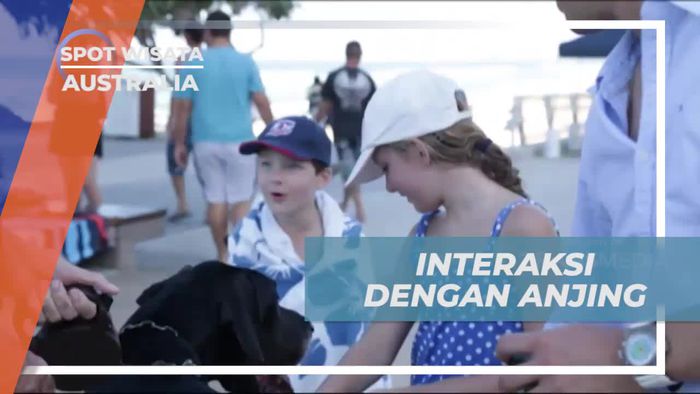 Bermain dan Berinteraksi dengan Anjing Besar di Australia  