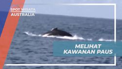 Menyaksikan Kawanan Paus secara Langsung di Perairan Australia yang Memukau  