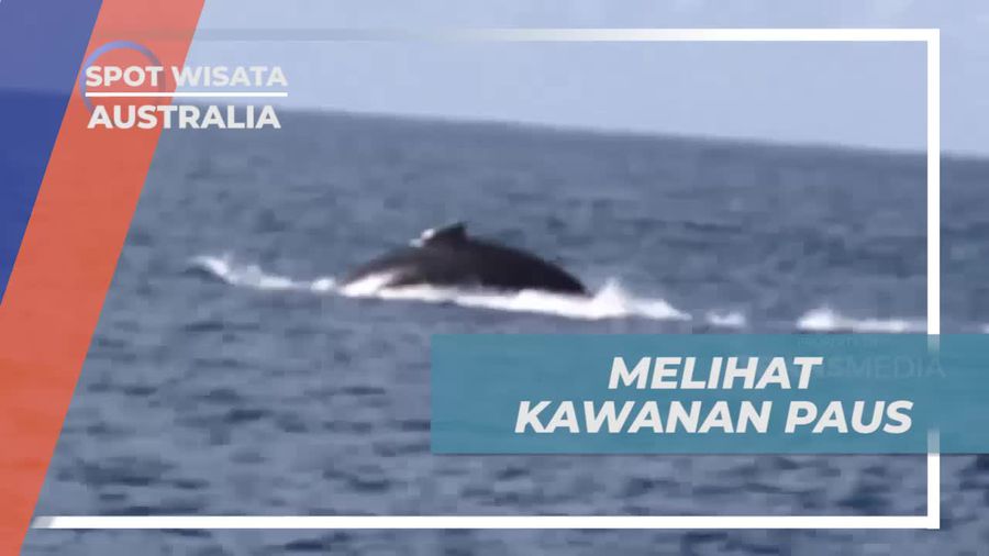 Menyaksikan Kawanan Paus secara Langsung di Perairan Australia yang Memukau  