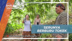 Berburu Tokek Bersama Warga dan Mengatasi Rasa Takut di Yogyakarta  