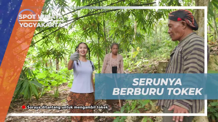 Berburu Tokek Bersama Warga dan Mengatasi Rasa Takut di Yogyakarta  