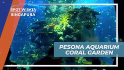 Menikmati Pesona Aquarium Coral Garden dan Eksplorasi Keindahan Bawah Laut di Singapura  