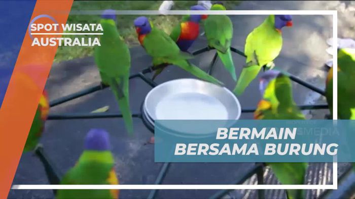 Memberi Makan Burung Lorikeet di Wildlife Currumbin Sanctuary, Australia  