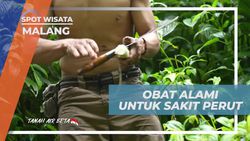 Mengetahui Manfaat Batang Pohon Pisang untuk Detoksifikasi Sistem Pencernaan di Malang  