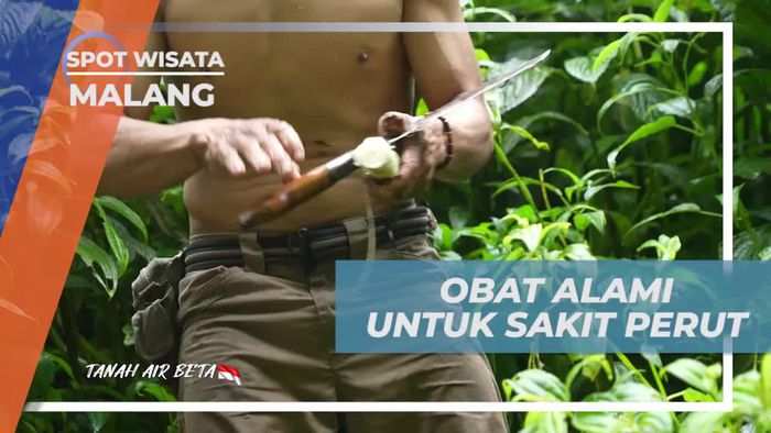 Mengetahui Manfaat Batang Pohon Pisang untuk Detoksifikasi Sistem Pencernaan di Malang  