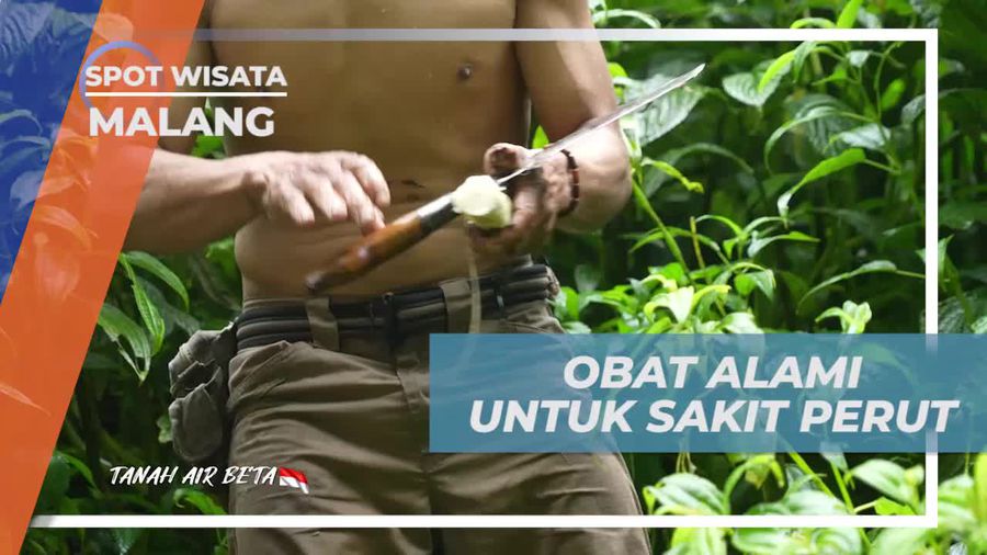 Mengetahui Manfaat Batang Pohon Pisang untuk Detoksifikasi Sistem Pencernaan di Malang  