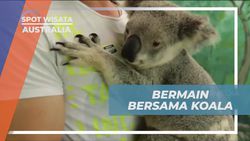 Berinteraksi dan Berfoto dengan Koala di Australia  