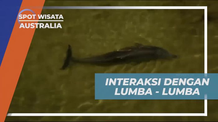 Memberi Makan Lumba-Lumba yang Ramah di Tangalooma Island, Australia  