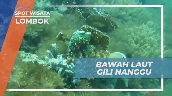 Menyelam dan Menikmati Keindahan Bawah Laut Gili Nanggu di Lombok