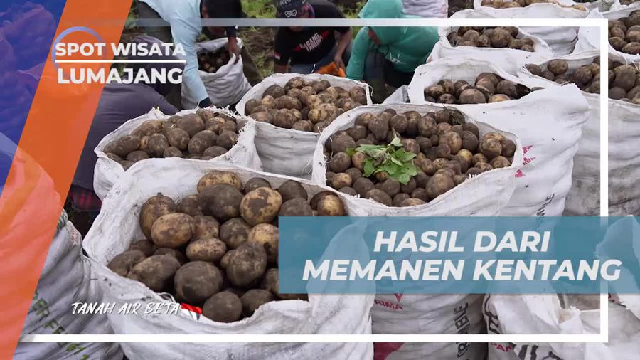 Mengumpulkan Hasil Panen Kentang dan Mengangkutnya ke Pengepul di Lumajang 