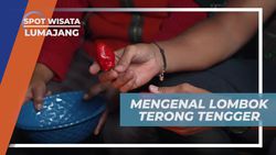 Mengenal Lombok Terong Tengger, Cabai Khas Dataran Tinggi di Lumajang  