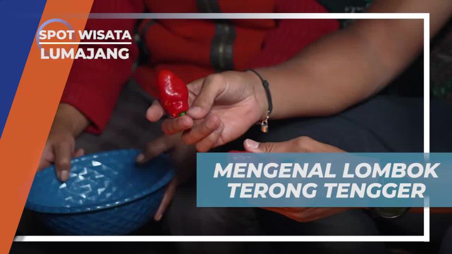 Mengenal Lombok Terong Tengger, Cabai Khas Dataran Tinggi di Lumajang  
