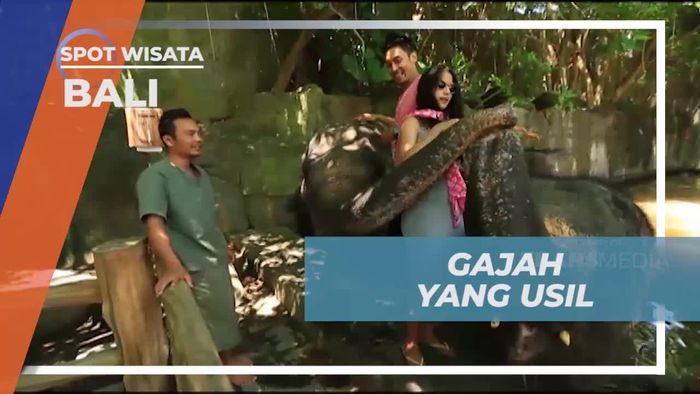 Menghadapi Gajah Usil dan Disembur Air oleh Salah Satu Gajah di Bali  