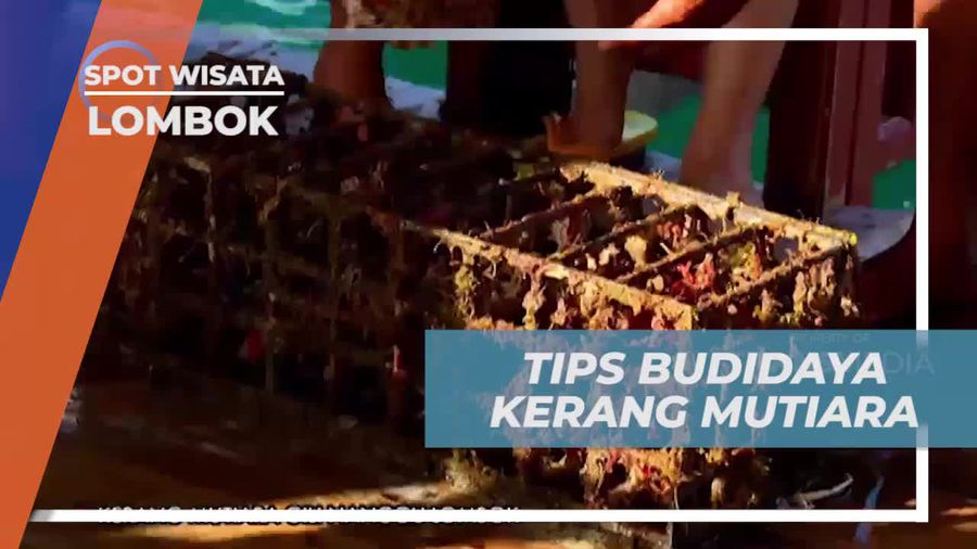 Melihat Kerang Mutiara yang Masih Muda dan Berencana Memanen di Lombok  