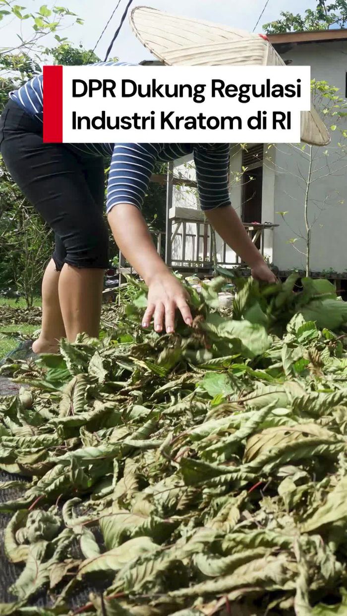 Video: DPR Dukung Regulasi Kratom di RI, Minta Dibahas Antarlembaga 