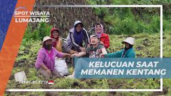 Menghibur Diri dengan Kelucuan Saat Memanen Kentang di Lumajang  